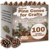 20 Large Natural Pine Cones for Crafts, 3″ to 4″ Tall Pine Cones Craft for Table, Home Decor, Vase Fillers, Desk & Christmas Trees, Unscented Pinecones Crafts Ornament for Decorating by Billy Buckskin(100 Mix Pinecones)